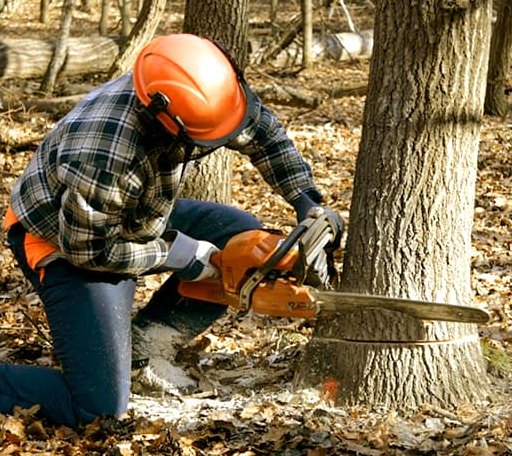 Tree Removal in Topsham, ME